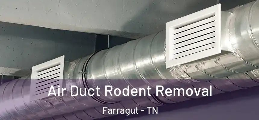  Air Duct Rodent Removal Farragut - TN