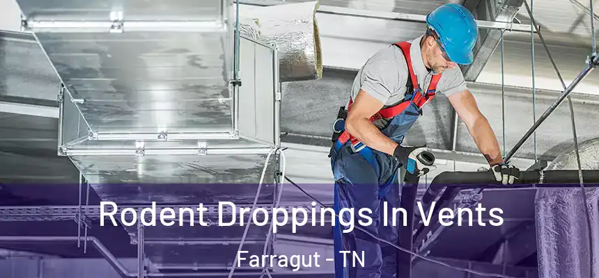  Rodent Droppings In Vents Farragut - TN